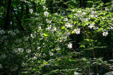 Yasemin 'in çiçek açan çalısı.