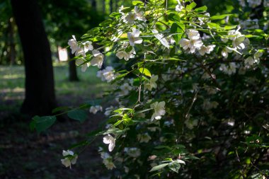 Yasemin 'in çiçek açan çalısı.