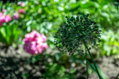 Bulanık bir arkaplanda yeşil çiçek. 