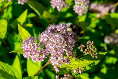 Çiçekli çalıların üzerindeki arı..