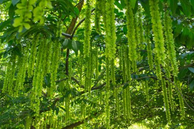 Çiçek açan fabrika. Yeşil doğal arkaplan.