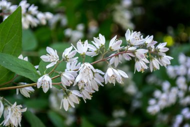 Çalılıklarda açan dallar.