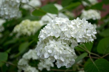 Beyaz ortanca çiçek açıyor. Ortanca çalıları.