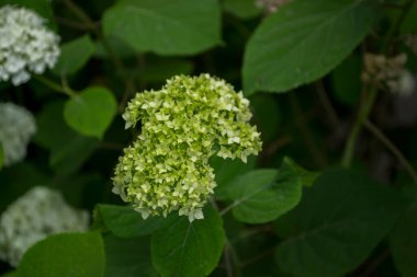 Beyaz ortanca çiçek açıyor. Ortanca çalıları.