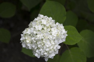 Beyaz ortanca çiçek açıyor. Ortanca çalıları.