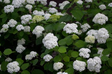 Beyaz ortanca çiçek açıyor. Ortanca çalıları.