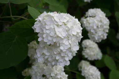 Beyaz ortanca çiçek açıyor. Ortanca çalıları.