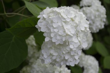 Beyaz ortanca çiçek açıyor. Ortanca çalıları.