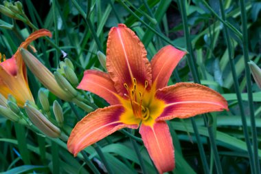 Turuncu zambak. Makro çekim.