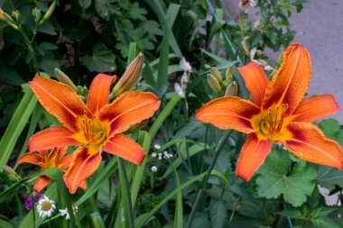 Turuncu zambak. Makro çekim.