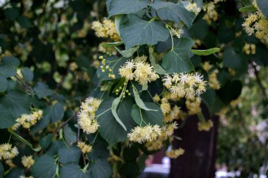Çiçekli ıhlamur ağacı. Kapatın. Linden çiçeği..