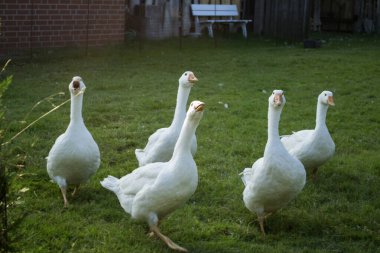 Çiftlikteki beyaz kazlar.