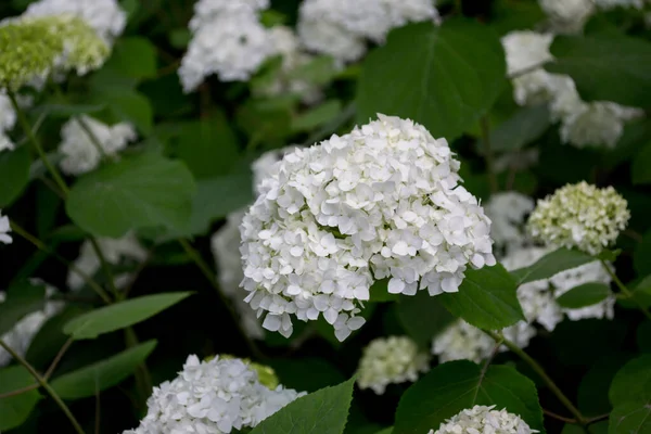 Beyaz ortanca çiçek açıyor. Ortanca çalıları.