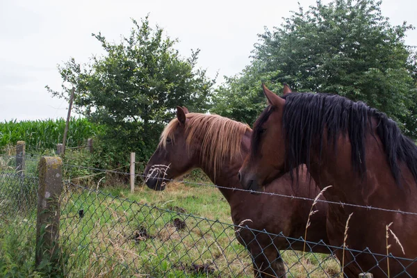 A horses in the pasture. The horse-breeding farm. Countryside life.