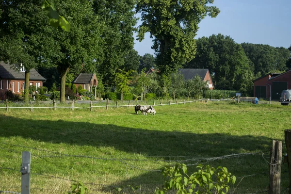 Horses in the pasture. The horse-breeding farm. Countryside life.