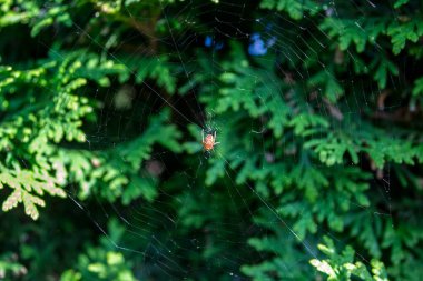 Küçük kozalaklı yeşil kozalaklı ağaç, yaklaş. Kozalaklı desen. Doğal arkaplan.