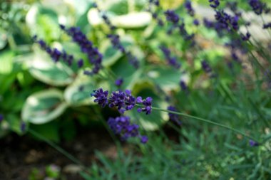 Bahçede çiçek açan lavanta. Makro çekim.