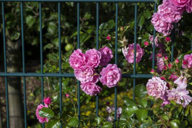 Bahçedeki çiçek açan gül çalıları. Kapat..