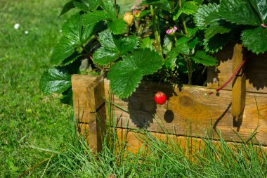 Suladıktan sonra ıslak bitkiler.