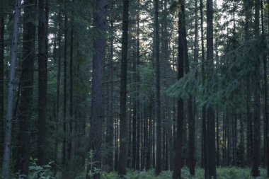 Yoğun bir kozalaklı orman. Güzel orman manzarası.