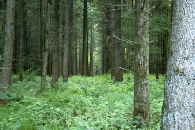 Yoğun bir kozalaklı orman. Güzel orman manzarası.