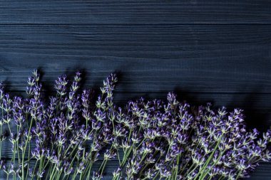Koyu mavi ahşap arka planda taze lavanta çiçekleri.