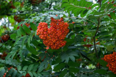 Kükürt ağacındaki dut kümeleri. Kapatın. Rowan böğürtlen, makro shot..
