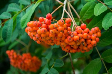 Kükürt ağacındaki dut kümeleri. Kapatın. Rowan böğürtlen, makro shot..
