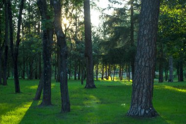 Parkta yeşil çimen.