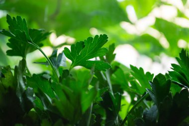 Yeşil maydanoz arkaplanı kapat.