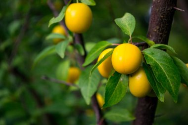 Bahçedeki ağaçta sarı erikler. Kapat..