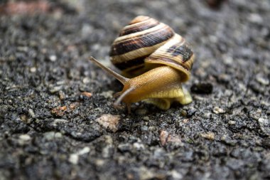 Yağmurdan sonra asfalt üzerinde sürünen salyangoz. Vahşi doğa. Yaklaş..