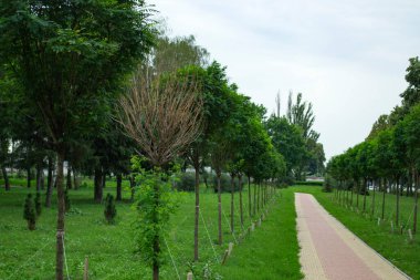 Yaz parkındaki genç ağaçların sokağı..