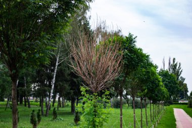 Yaz parkındaki genç ağaçların sokağı..
