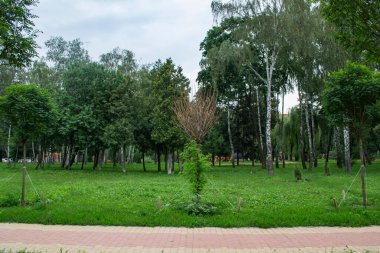 Yaz parkındaki genç ağaçların sokağı..