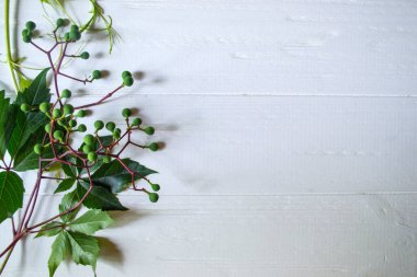 Beyaz ahşap arka planda yeşil üzüm yaprakları.