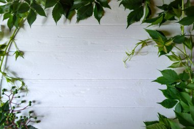 Beyaz ahşap arka planda yeşil üzüm yaprakları.