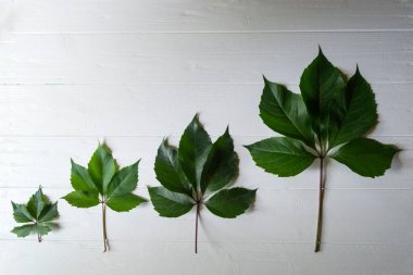 Beyaz ahşap arka planda yeşil üzüm yaprakları.