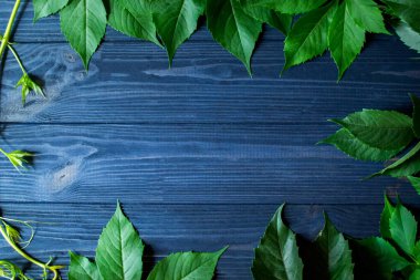 Koyu mavi ahşap arka planda yeşil yaprakların çerçevesi..