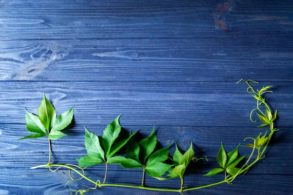 The frame from green leaves on a dark blue wooden background.
