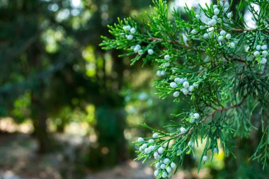 thuja ağacının güzel dalı.