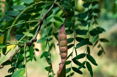 Yeşil yapraklar makro çekim için..