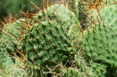 Kaktüs tarlasını kapatın..