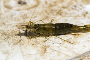 Taşın üstündeki karidesler.