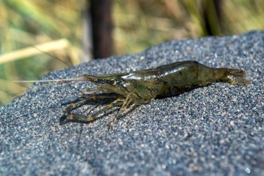 Taşın üstündeki karidesler.