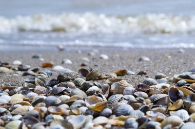 Yumuşakça kabuklar. Deniz kabuğu arka planı. Deniz kabuklarının dokusu, kapat..