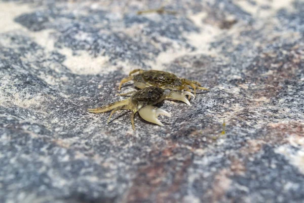 Die Krebse Auf Einem Steinernen Hintergrund Makroaufnahme — Stockfoto