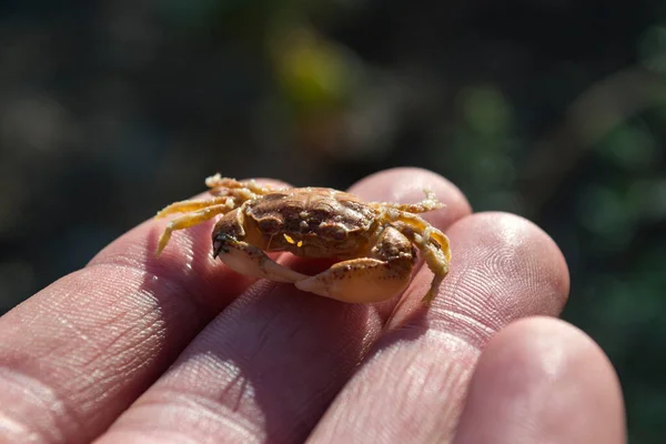 Eine Krabbe Der Hand Makroaufnahme — Stockfoto