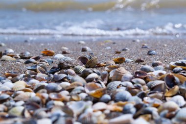 Yumuşakça kabuklar. Deniz kabuğu arka planı. Deniz kabuklarının dokusu, kapat..