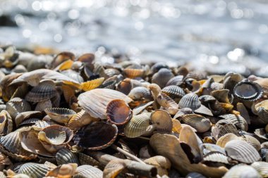 Yumuşakça kabuklar. Deniz kabuğu arka planı. Deniz kabuklarının dokusu, kapat..